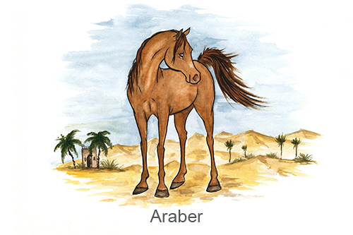 Ein Boxenschild für dein Pferd - Rasse: Araber in verschiedenen Farben