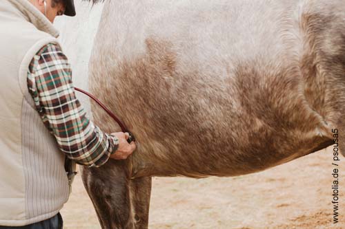 Herpes Beim Pferd Was Ist Zu Tun Pferde World