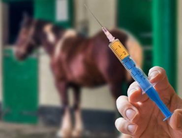 Beihilfeprgramm / Förderprogramm Herpes bei Pferden