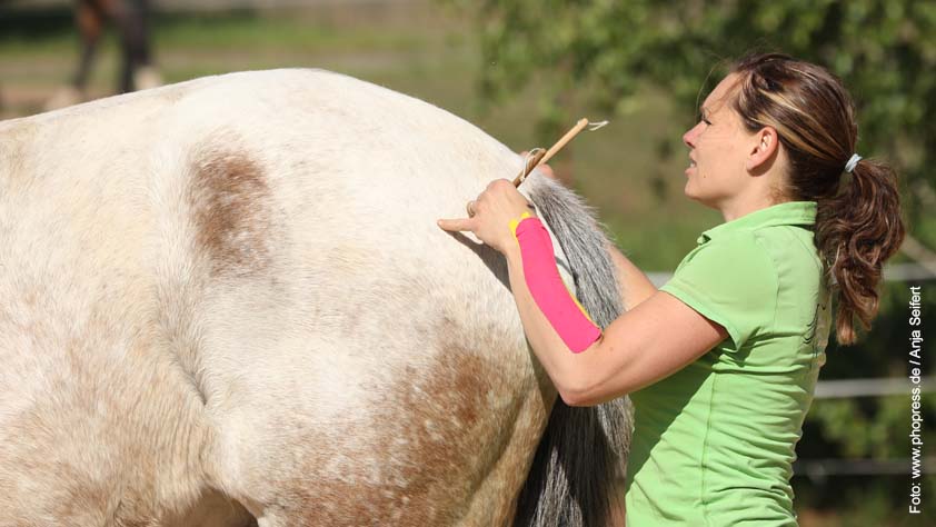 Tierphysiotherapeutin bei der Arbeit am Pferd. Tierphysiotherapie - Tierphysiotherapeut