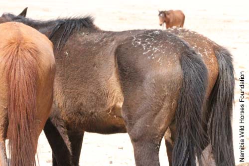 Namib Namibisches Wildpferd (Wüstenpferd) PFERDE.WORLD