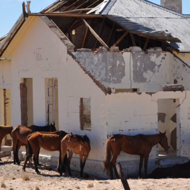 Namib - ein vom Aussterben bedrohtes namibisches Wüstenpferd