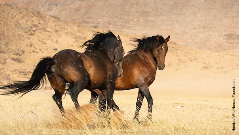 Namibs - die wilden Wüstenpferde in der ältesten Wüste der Welt - der Namib-Wüste in Namibia. Foto: Namibia Wild Horses Foundation