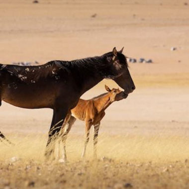 Stute mit Fohlen mit deutlicher Sichtbarkeit der Zeichnung auf dem Rücken der Stute. Die genetisch bedingte Zeichnung wird Schnürung, Giraffenzeichnung oder Spinnennetzmuster genannt. Foto: Namibia Wild Horses Foundation