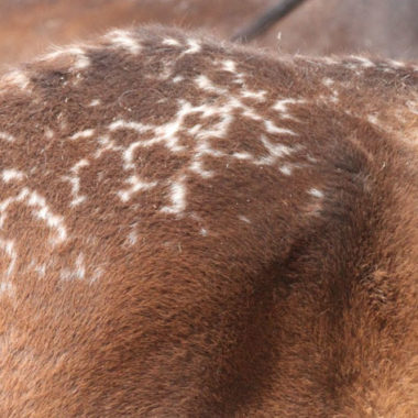 Die genetisch bedingte Zeichnung auf dem Rücken der Namibs wird Schnürung, Giraffenzeichnung oder Spinnennetzmuster genannt. Foto: Namibia Wild Horses Foundation