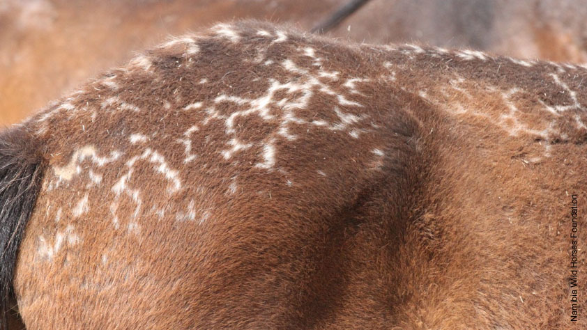 Die genetisch bedingte Zeichnung auf dem Rücken der Namibs wird Schnürung, Giraffenzeichnung oder Spinnennetzmuster genannt. Foto: Namibia Wild Horses Foundation