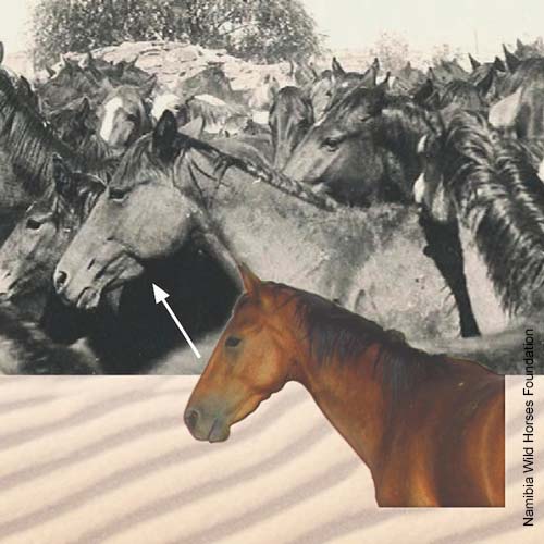 Namibs - Wilde Pferde in der ältesten Wüste der Welt, der Namib.
