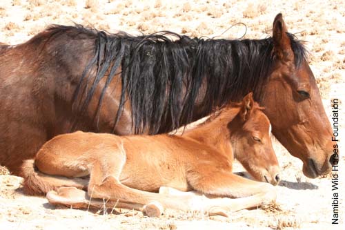 000375-namib-wilde-pferde-wildpferde-wuestenpferd-namibia-wild-horse-foundation