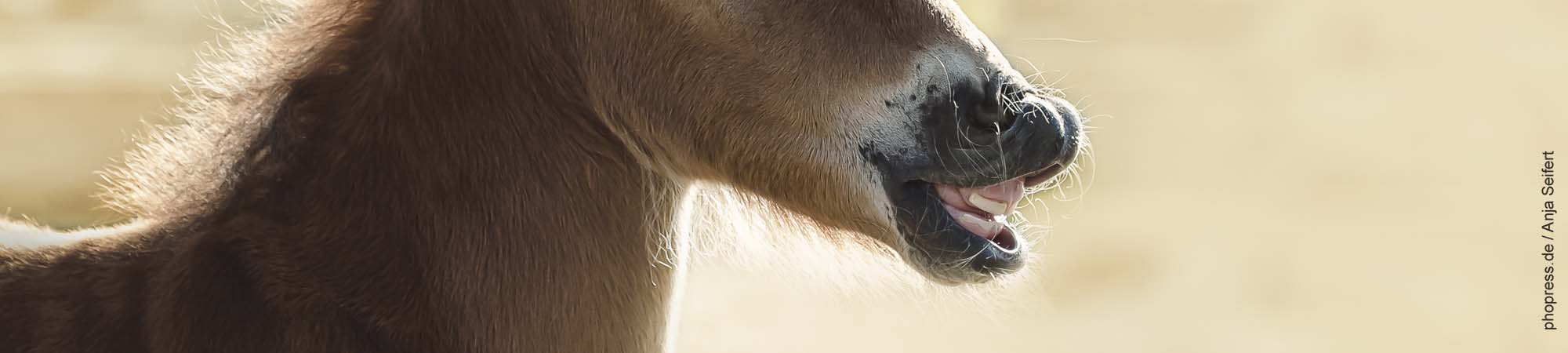 Wieviele Milchzähne hat ein Pferd?