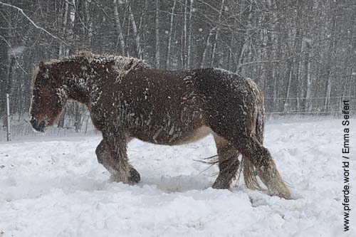 Thermoregulierung bei Pferden - Was ist die Wohlfühltemperatur bei Pferden?