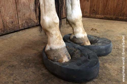 Balancepad für die Gesundheit der Pferde