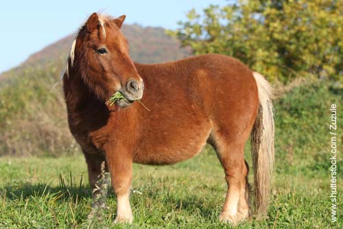 Shettlandpony auf der Weide - Ist mein Pferd zu dick