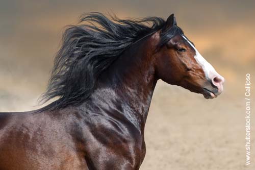 Pferd mit offener Mähne