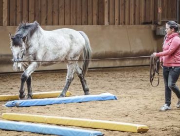 Aufbau Equikinetic für ein optimales Intervalltraining für Pferde