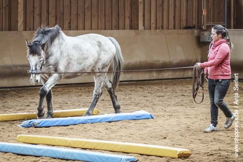 Aufbau Equikinetic für ein optimales Intervalltraining für Pferde