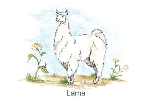 Produkte für Lamas, Boxenschilder, Stalltafeln