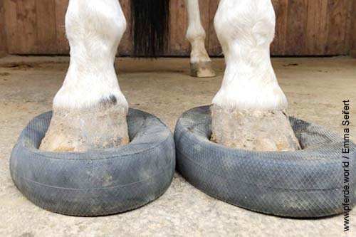 Balance Pads als Bestandteil des Pferdetrainings