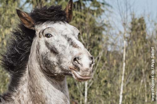 Wie alt ist ein Pferd in Menschenjahren?
