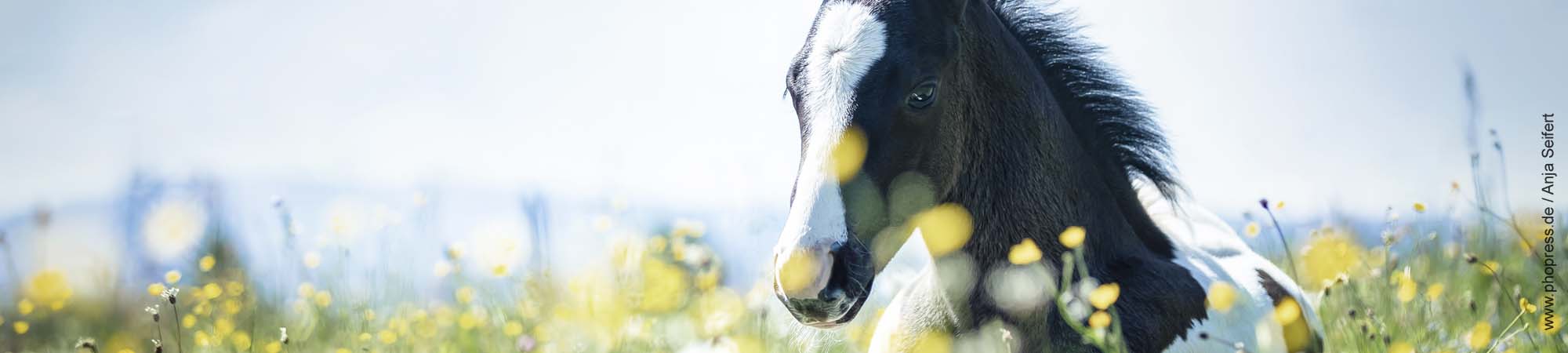 Pollenallergie beim Pferd