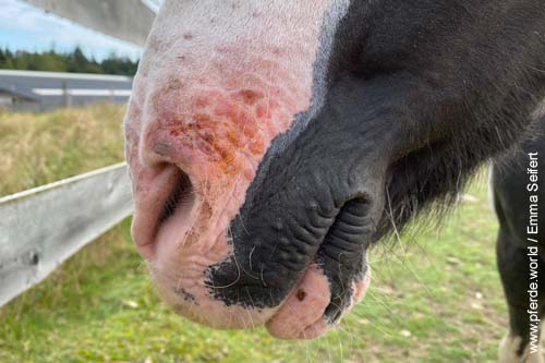 Herbstgrasmilben - Allergische Reaktion am Pferdemaul