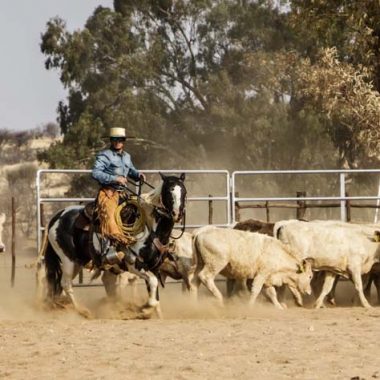Roping auf einer Ranch mit Rindern