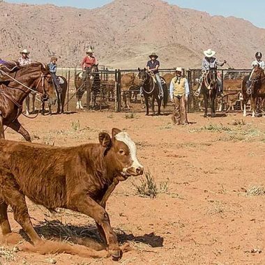 Roping auf einer Ranch mit Rindern