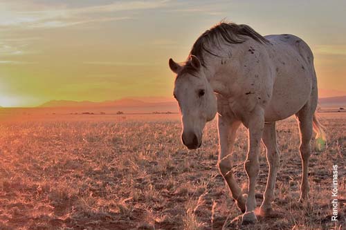 American Quarter Horse Bronco Jabaroan, erster Zuchthengst auf der Ranch Koiimasis. Er kam 2003 auf die Ranch und brachte mehr als 100 Fohlen. American Quarter Horse Bronco Jabaroan, erster Zuchthengst auf der Ranch Koiimasis. Er kam 2003 auf die Ranch und brachte mehr als 100 Fohlen.
