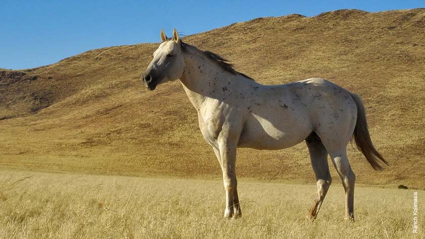 American Quarter Horse Bronco Jabaroan, erster Zuchthengst auf der Ranch Koiimasis. Er kam 2003 auf die Ranch und brachte mehr als 100 Fohlen.