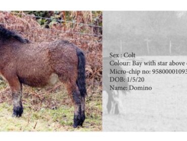 Dartmoor Pony Hengst Domino, Farbe: Bay