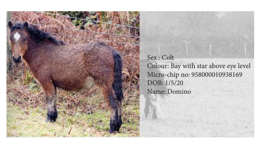 Dartmoor Pony Hengst Domino, Farbe: Bay