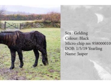 Dartmoor Pony Wallach Jasper, Farbe: Black