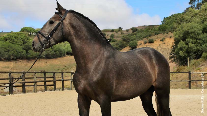 Lusitano Hengst – Martini 2 | PFERDE.WORLD