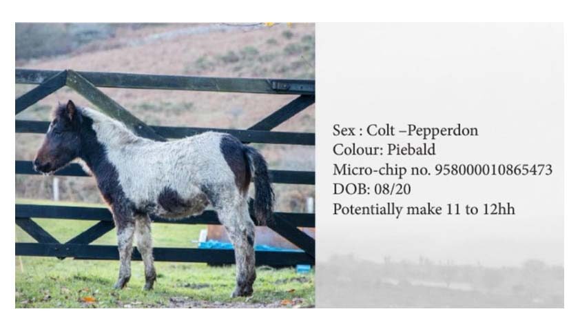 Dartmoor Pony Hengst Pepperdorn, Farbe: Schecke