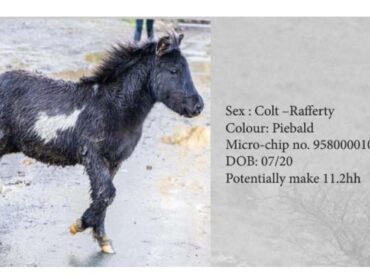 Dartmoor Pony Hengst Rafferty, Farbe: Piebald