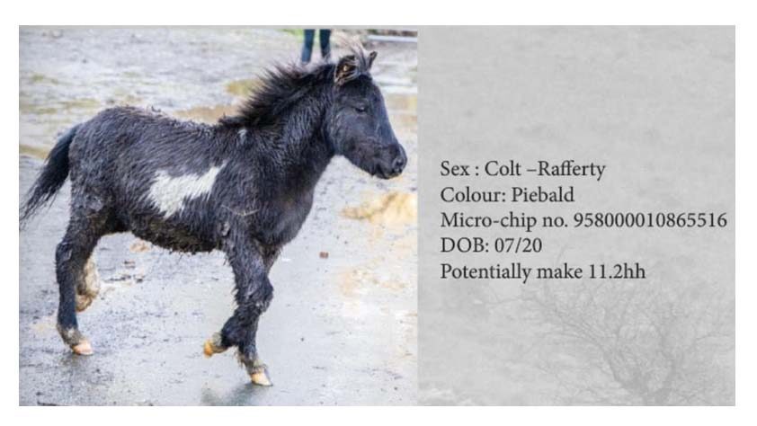 Dartmoor Pony Hengst Rafferty, Farbe: Piebald