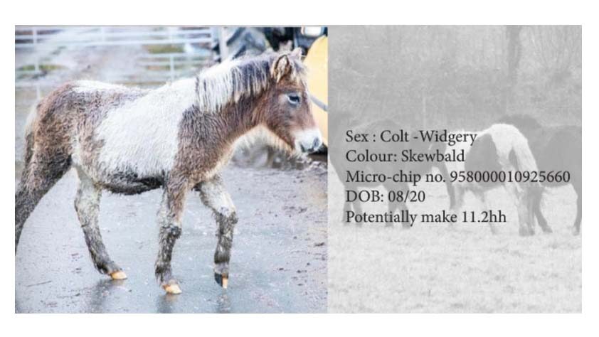 Dartmoor Pony Hengst Widgery, Farbe: Schecke