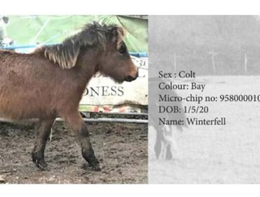 Dartmoor Pony Hengst Winterfell, Farbe: Bay