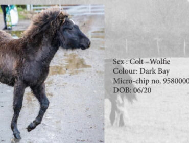 Dartmoor Pony Hengst Wolfie, Farbe: Dark Bay
