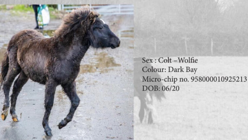 Dartmoor Pony Hengst Wolfie, Farbe: Dark Bay