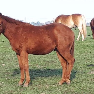 Quarter Horse Hengst Cody, Farbe: Sorrel