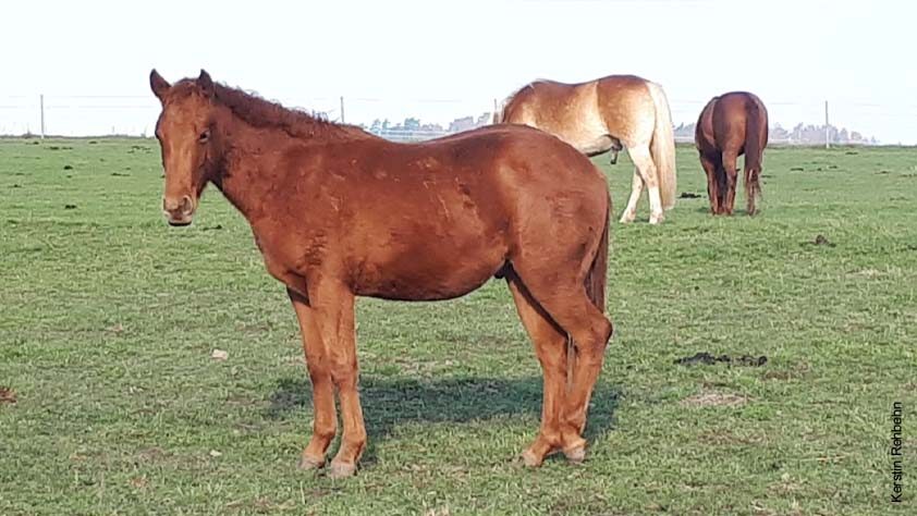 Quarter Horse Hengst Cody, Farbe: Sorrel